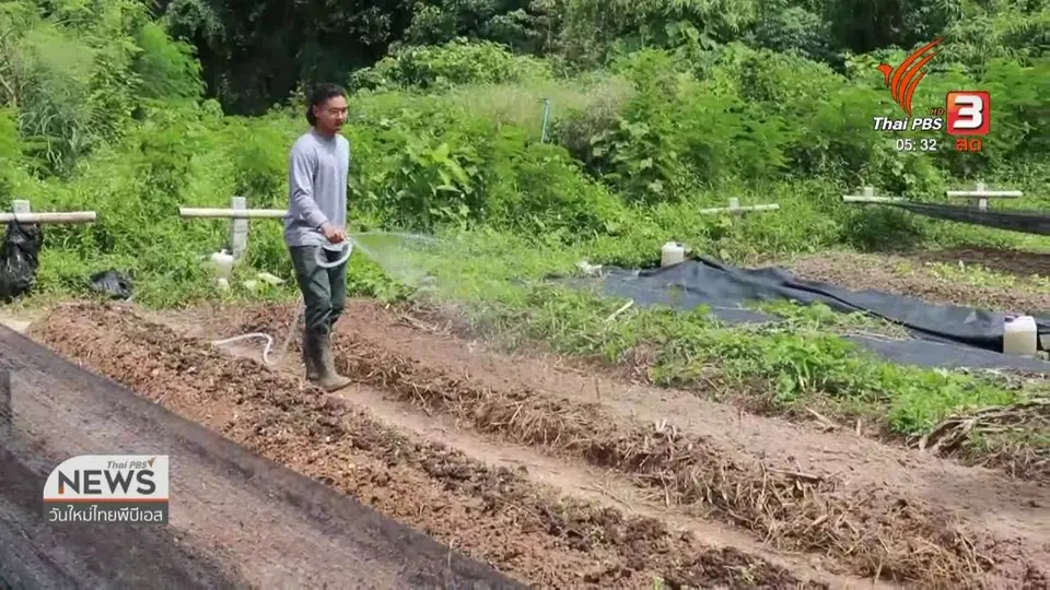 หนุ่มวิศวะชุมพร ปลูกผักอินทรีย์ขาย