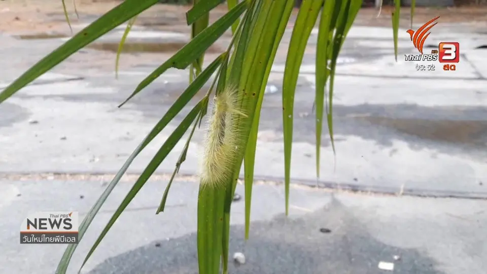หนอนบุ้งขนเหลืองบุกบ้านชาวบ้านนับหมื่นตัว จ.เพชรบุรี