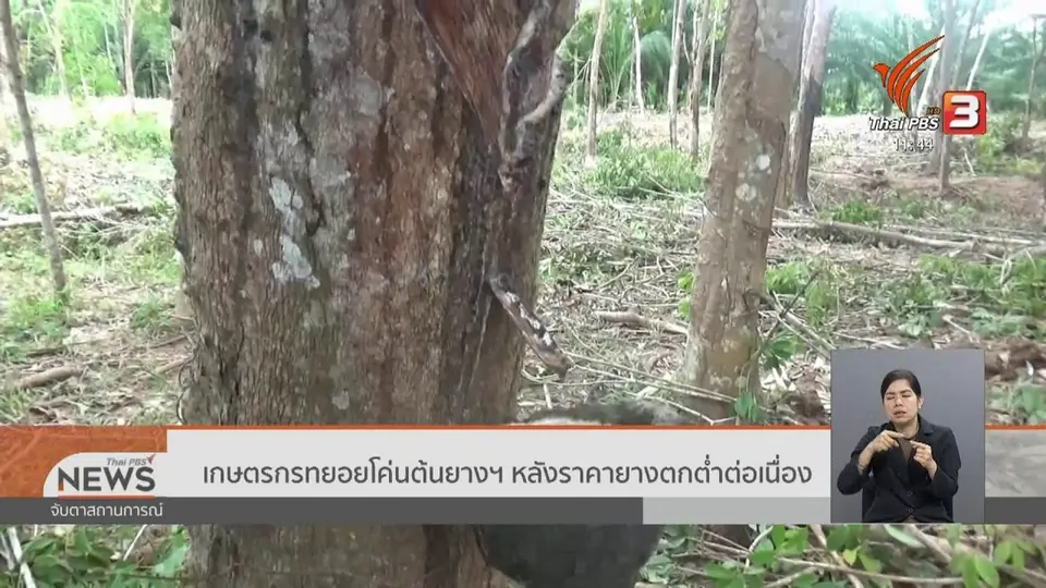 เกษตรกรทยอยโค่นต้นยางฯ หลังราคายางตกต่ำต่อเนื่อง