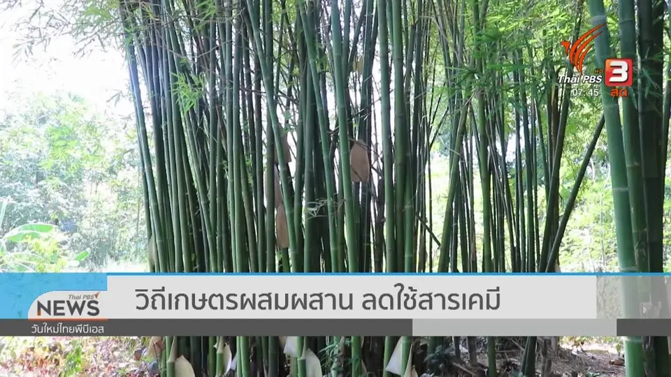 C-site Report : วิถีเกษตรผสมผสาน ลดใช้สารเคมี
