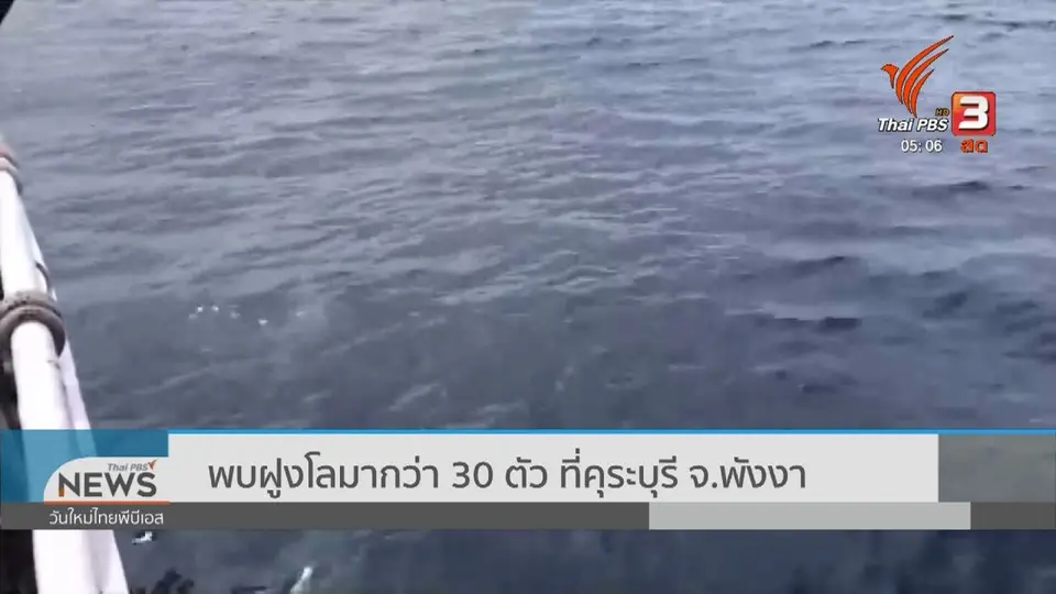 ​พบฝูงโลมากว่า 30 ตัว ที่คุระบุรี จ.พังงา