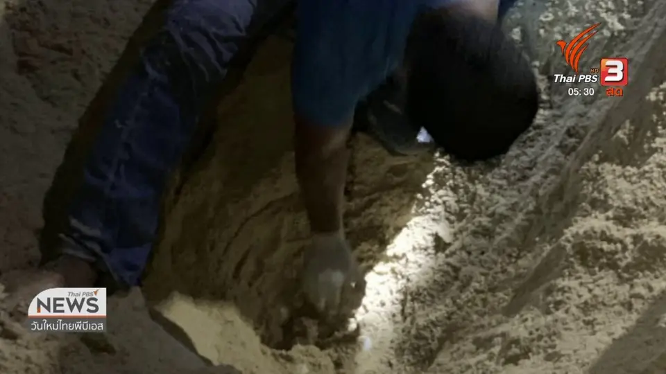 ​แม่เต่ามะเฟืองขึ้นวางไข่เป็นตัวแรกในฤดูกาล