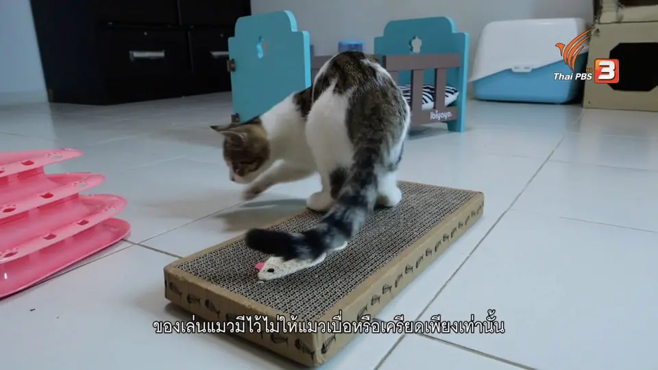 ​เคล็ดไม่ลับดูแลโฮ่งเหมียว : ของเล่นแมวนั้นสำคัญไฉน