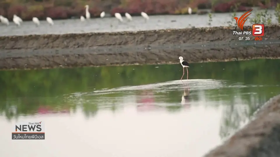 ​ทำมาหากิน ดินฟ้าอากาศ : เริ่มต้นฤดูทำนาเกลือ จ.สมุทรสงคราม