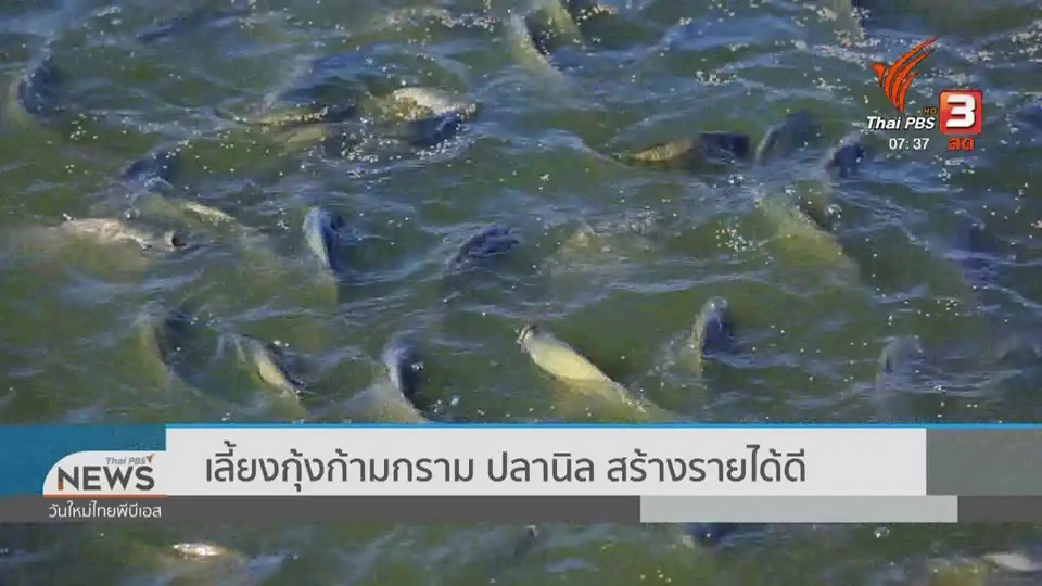 ​ทำมาหากิน ดินฟ้าอากาศ : เลี้ยงกุ้งก้ามกราม ปลานิล สร้างรายได้ดี