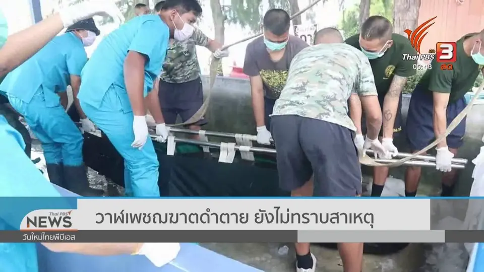 ​วาฬเพชฌฆาตดำตาย ยังไม่ทราบสาเหตุ