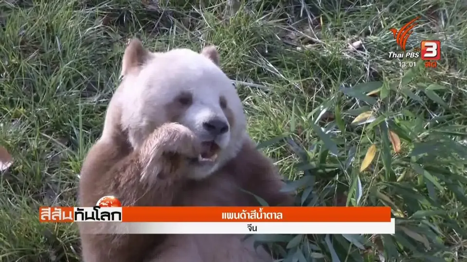 ​แพนด้าสีน้ำตาล