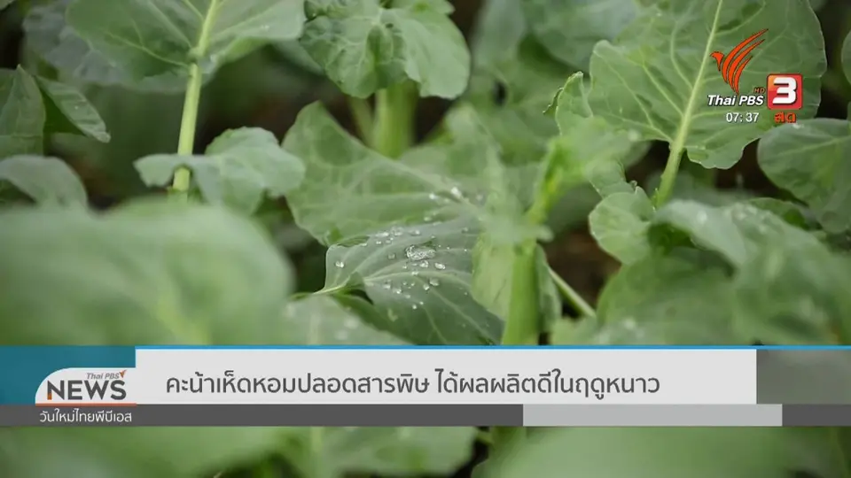 ทำมาหากิน ดินฟ้าอากาศ : คะน้าเห็ดหอมปลอดสารพิษ ได้ผลผลิตดีในฤดูหนาว