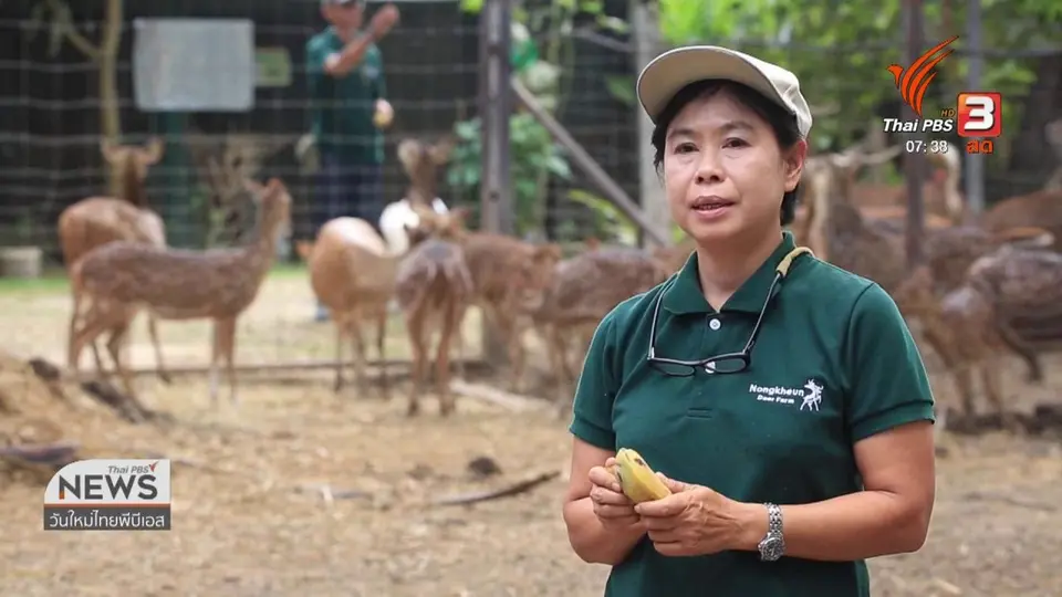 ​ทำมาหากิน ดินฟ้าอากาศ : กวาง สัตว์เศรษฐกิจตัวใหม่ เหมาะกับอากาศเมืองไทย