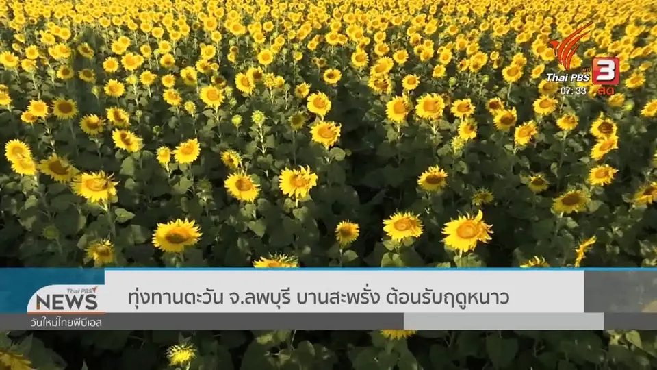 ทำมาหากิน ดินฟ้าอากาศ : ทุ่งทานตะวัน จ.ลพบุรี บานสะพรั่ง ต้อนรับฤดูหนาว