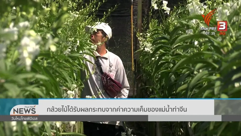 ทำมาหากิน ดินฟ้าอากาศ : กล้วยไม้ได้รับผลกระทบจากค่าความเค็มของแม่น้ำท่าจีน