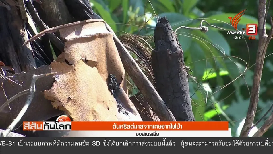 ต้นคริสต์มาสจากเศษซากไฟป่า