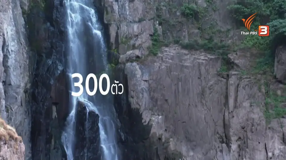 ข่าวเด่นไทยพีบีเอส 2562 : ปัญหาช้างป่ากับคน