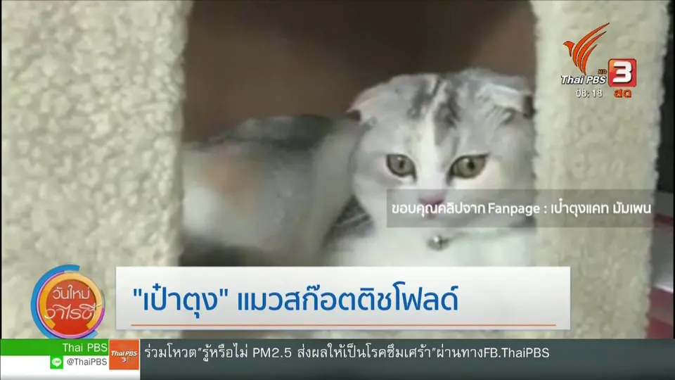 จับตาข่าวเด่น : "เป๋าตุง" แมวสก็อตติชโฟลด์