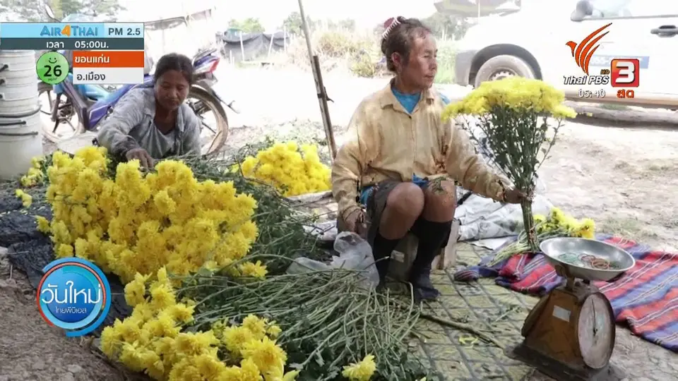 อากาศแปรปรวนกระทบดอกเบญจมาศเสียหาย