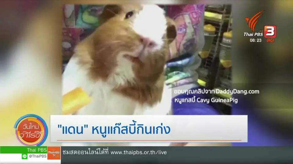 ​จับตาข่าวเด่น : "แดน" หนูแกสบี้กินเก่ง