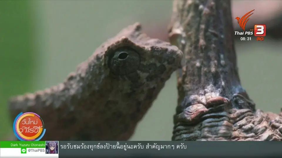 ​จับตาข่าวเด่น : กิ้งก่าแคระเปลี่ยนสี