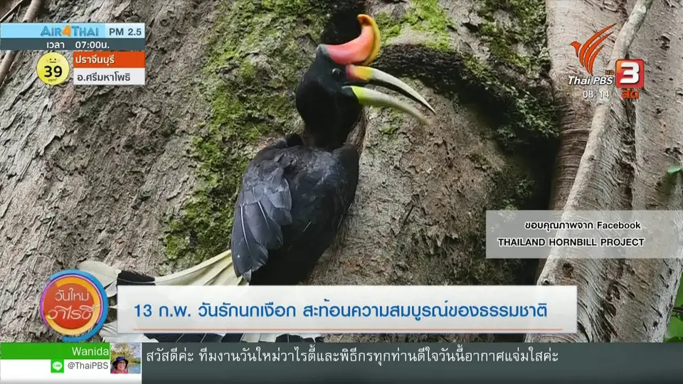 ​จับตาข่าวเด่น : 13 กุมภาพันธ์ วันรักนกเงือก