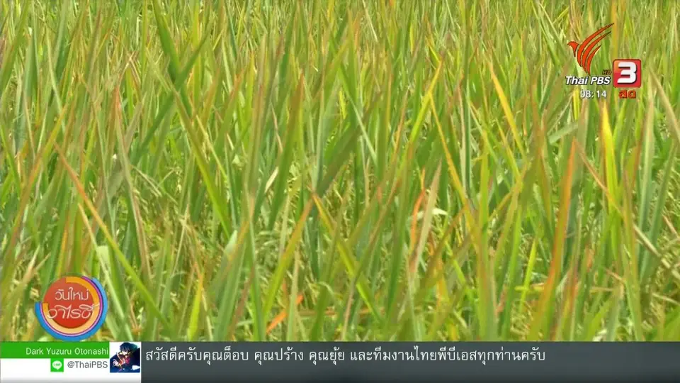 จับตาข่าวเด่น : กระทรวงเกษตรเร่งพัฒนาข้าวไทย แข่งขันตลาดโลก