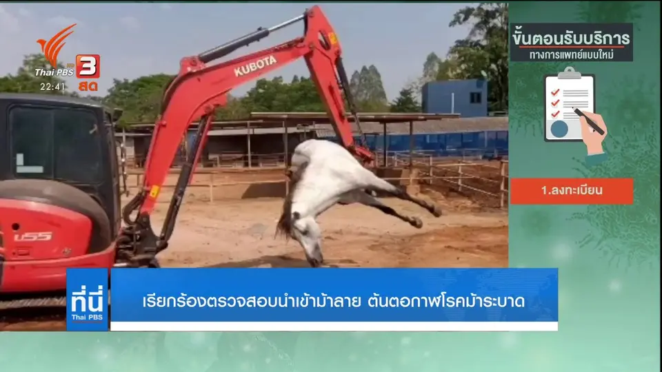 ฟาร์มม้าเรียกร้องตรวจสอบม้าลายนำเข้าจำนวนหนึ่ง คาดเป็นต้นตอกาฬโรคม้าระบาด