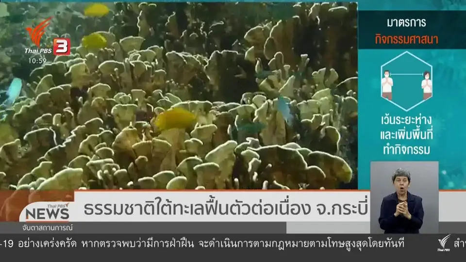 ธรรมชาติใต้ทะเลฟื้นตัวต่อเนื่อง จ.กระบี่