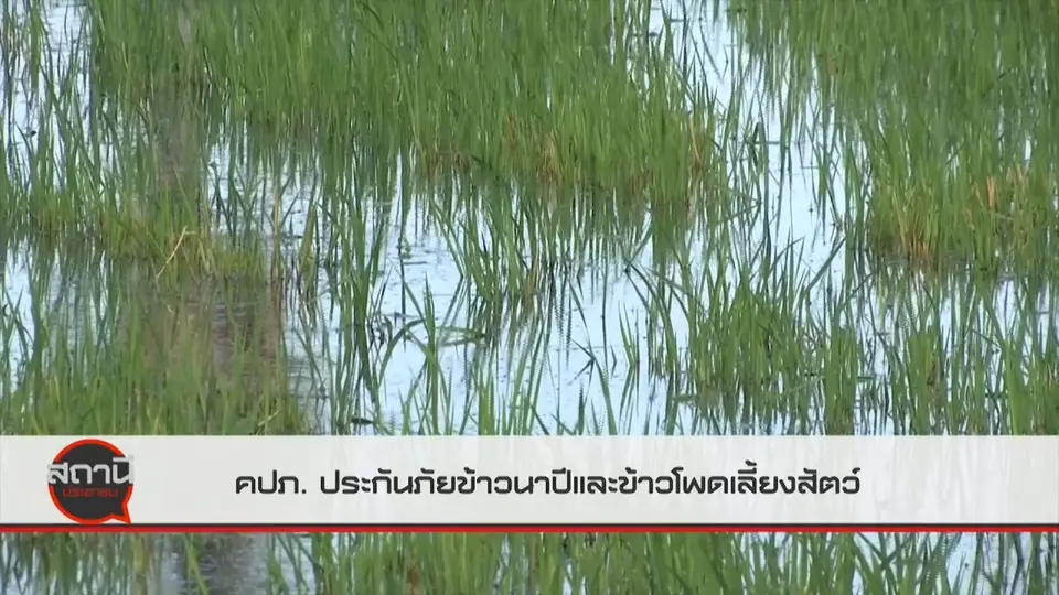 ​สถานีร้องเรียน : คปภ.ประกันภัยข้าวนาปีและข้าวโพดเลี้ยงสัตว์