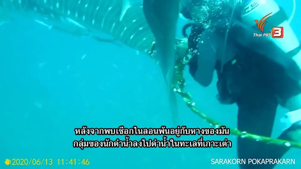 ชมคลิปนักดำน้ำช่วยฉลามวาฬ ถูกเชือกผูกที่หาง