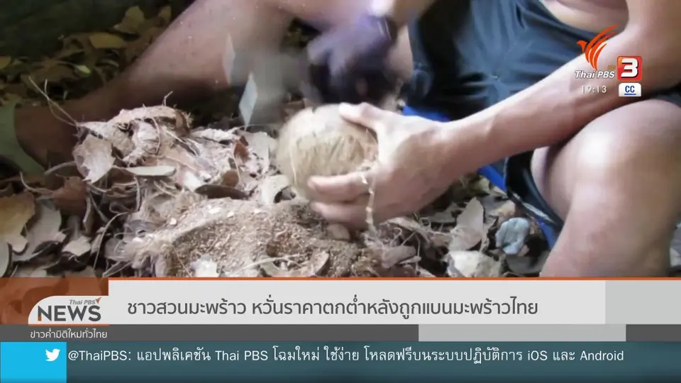 ​ชาวสวนมะพร้าว หวั่นราคาตกต่ำหลังถูกแบนมะพร้าวไทย