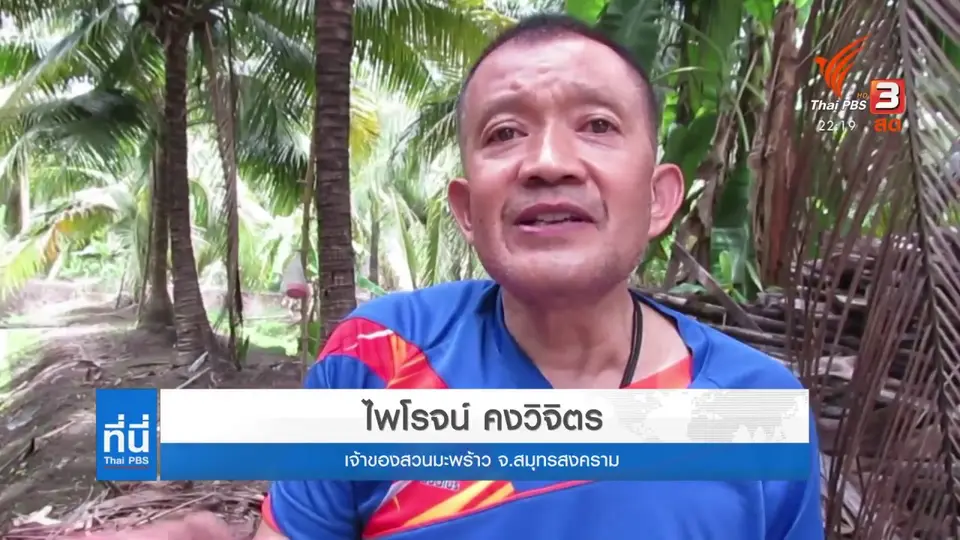 "แบน" มะพร้าวไทยอ้างทารุณกรรมใช้ลิงเก็บมะพร้าว