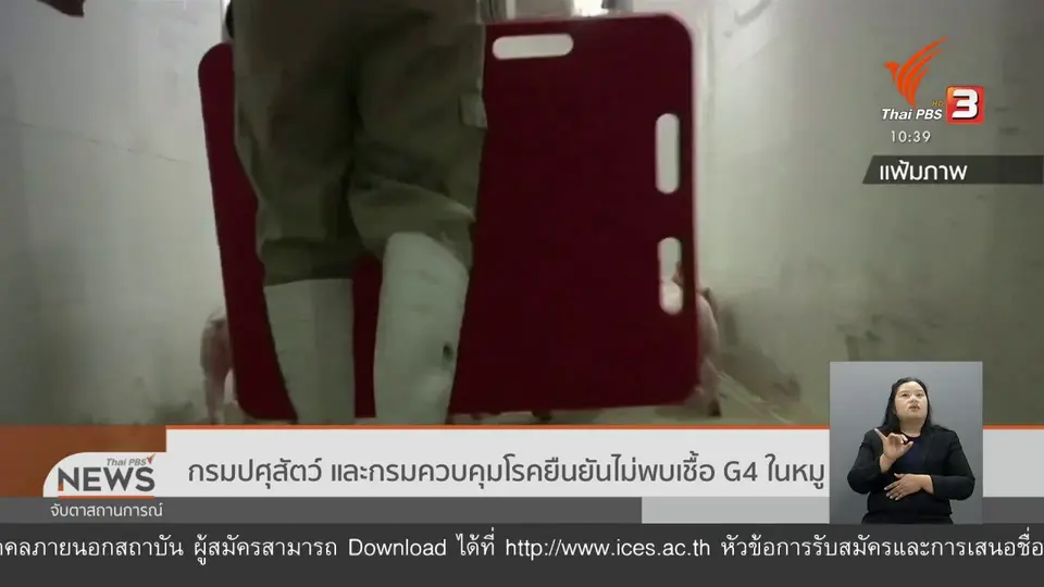 กรมปศุสัตว์ และกรมควบคุมโรคยืนยันไม่พบเชื้อ G4 ในหมู