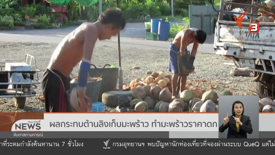 ​ผลกระทบต้านลิงเก็บมะพร้าว ทำมะพร้าวราคาตก
