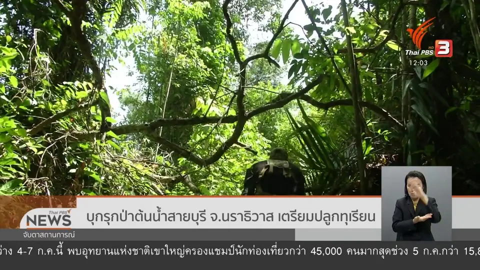 ​บุกรุกป่าต้นน้ำสายบุรี จ.นราธิวาส เตรียมปลูกทุเรียน