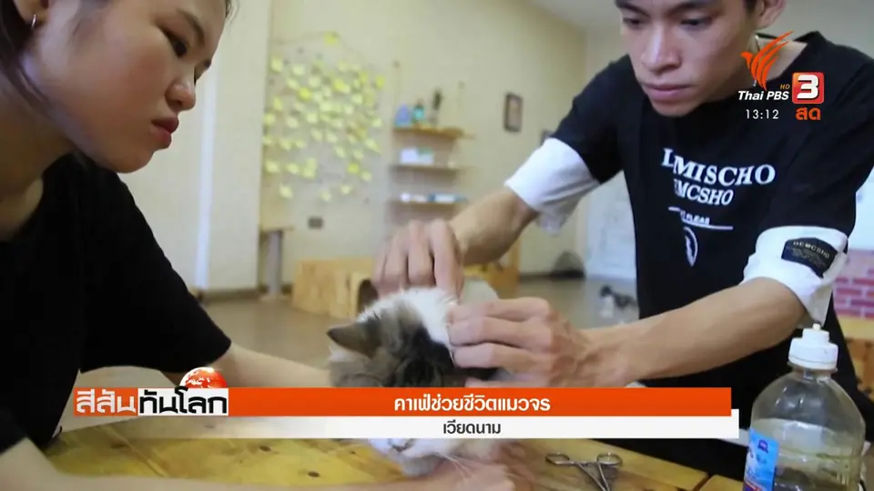คาเฟ่ช่วยชีวิตแมวจร