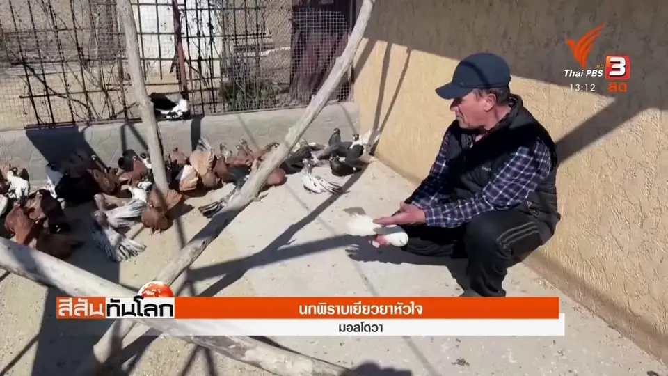 ​นกพิราบเยียวยาหัวใจ