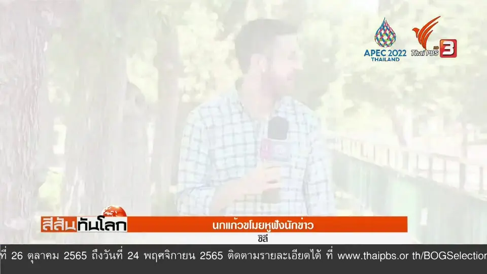 นกแก้วขโมยหูฟังนักข่าว