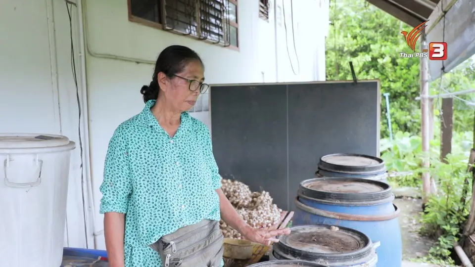 สูตรลับฉบับบ้านนา : น้ำยาล้างจานจากน้ำหมักมะกรูด