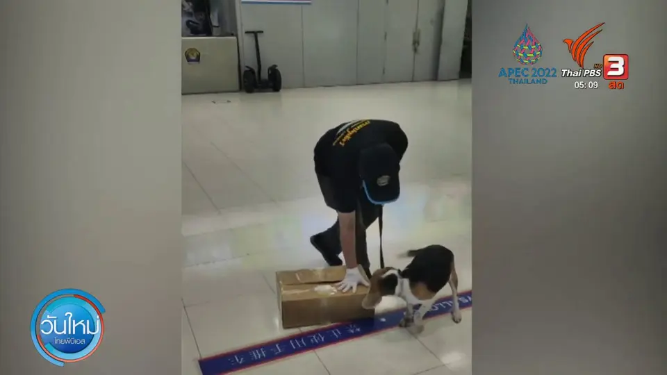 ​บีเกิ้ลโชว์ผลงานจับค้างคาวรมควันจากจีน