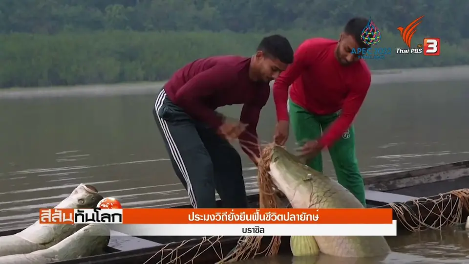 ประมงวิถียั่งยืนฟื้นชีวิตปลายักษ์บราซิล
