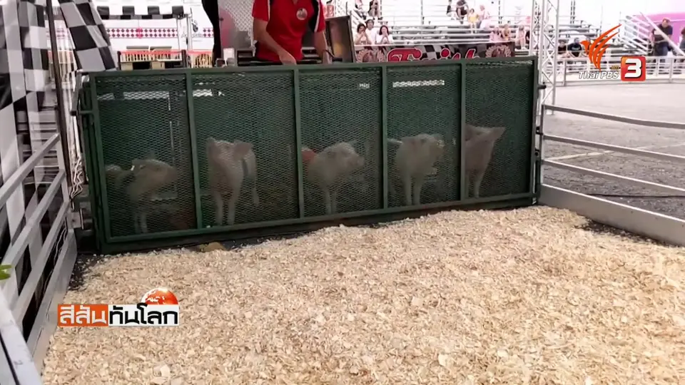 ​แข่งวิ่งหมูสู้ชีวิต