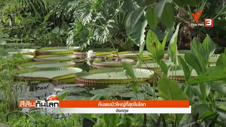 ​ค้นพบบัวใหญ่ที่สุดในโลก