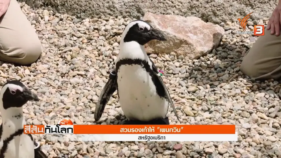 ​สวมรองเท้าให้ "เพนกวิน"