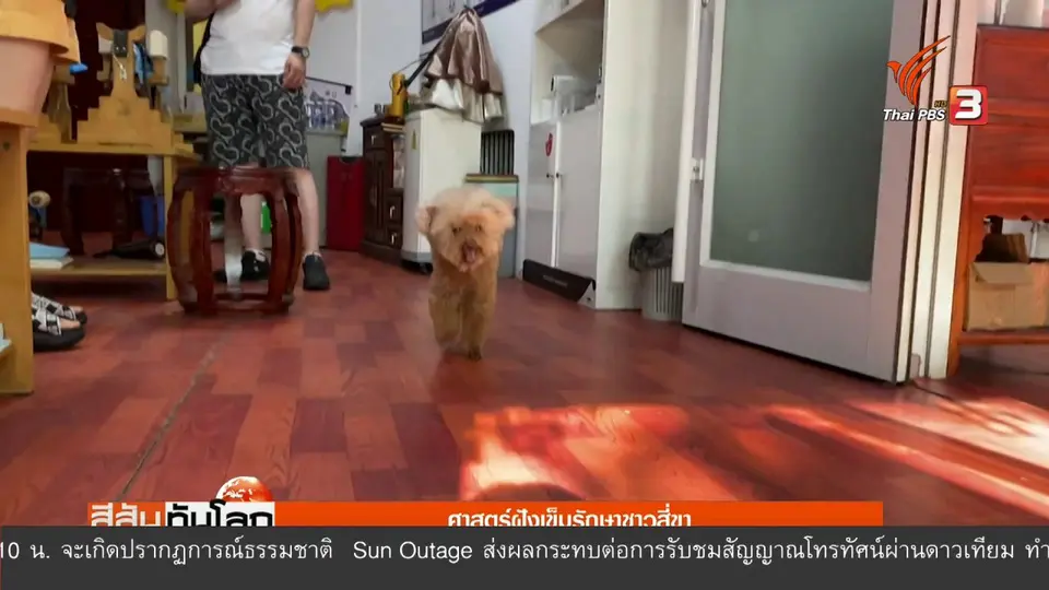 ​ศาสตร์ฝังเข็มรักษาชาวสี่ขา