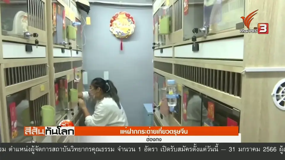 ​แห่ฝากกระต่ายเที่ยวตรุษจีน