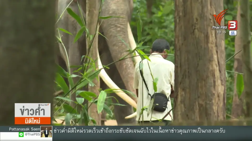 ​สัตวแพทย์เร่งรักษาขาหน้าซ้าย "พลายศักดิ์สุรินทร์"