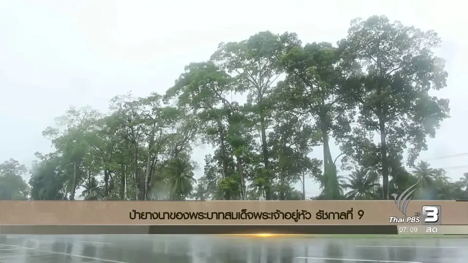 ป่ายางนาของพระบาทสมเด็จพระเจ้าอยู่หัว รัชกาลที่ 9