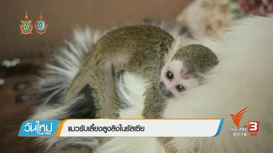 แมวรับเลี้ยงลูกลิงในรัสเซัย
