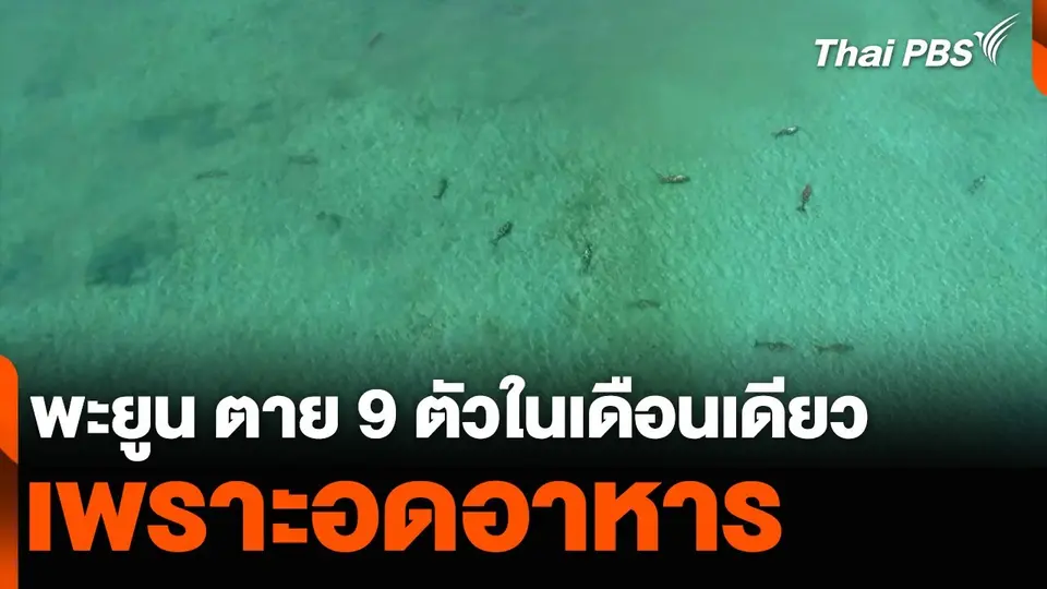 พะยูน ตาย 9 ตัวในเดือนเดียว เพราะอดอาหาร
