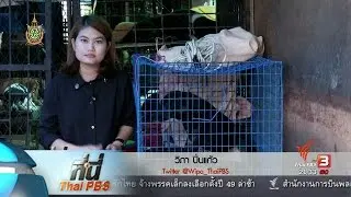 ที่นี่ Thai PBS : แก้ปัญหาหมาจรจัดล้นเมือง