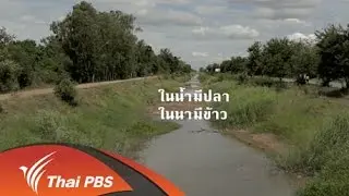 ในน้ำมีปลา ในนามีข้าว
