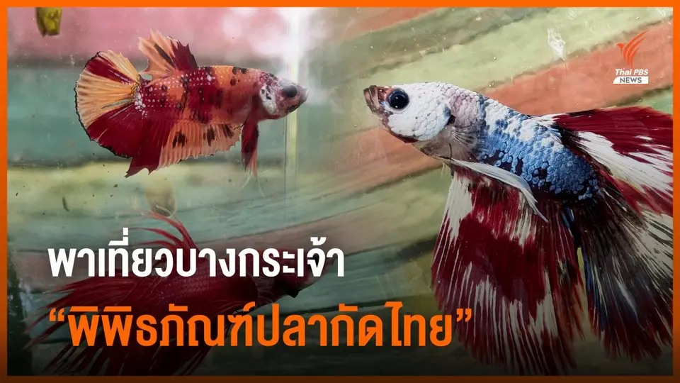 ปักหมุด “คนรักปลา” พาเที่ยว “พิพิธภัณฑ์ปลากัดไทย” บางกระเจ้า